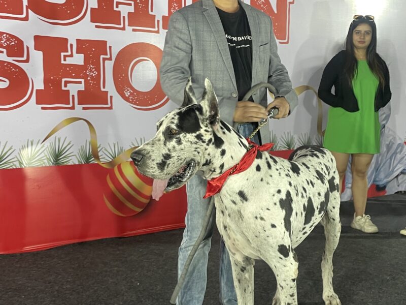 Pet Event Curator