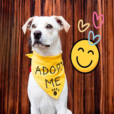 Pet Adoption