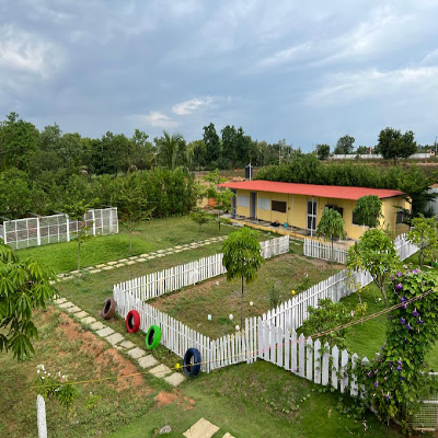 Ambi The Dog Resort